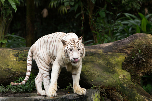 北京野生動物園門票 北京野生動物園攻略