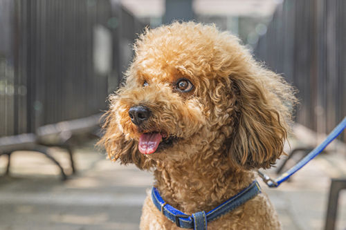 泰迪狗多少錢一只 最齊全的泰迪犬價格介紹