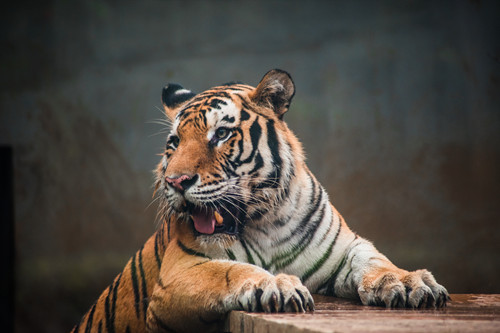 南寧動物園門票多少錢 南寧動物園開放時間