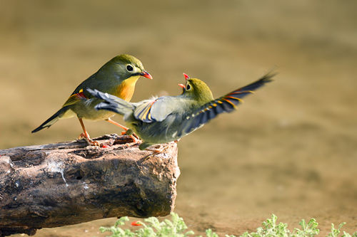 相思鳥(niǎo)怎么分公母 相思鳥(niǎo)辨別公母的方法介紹