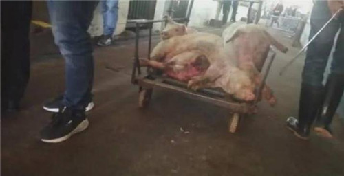 肉聯(lián)廠洗白病死豬怎么回事 背后真相曝光