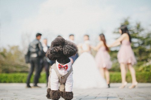 做夢夢到和朋友結婚是什么意思