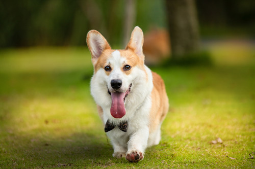 狗狗貧血有什么癥狀 狗狗貧血怎么補最快