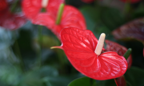 紅掌的風水意義是什么 紅掌擺放風水