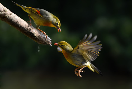 關(guān)于鳥(niǎo)類知識(shí)的資料分析