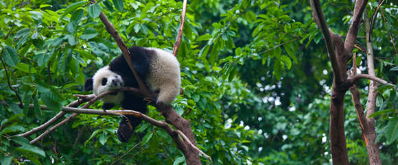 深圳野生動物園3月21日恢復(fù)開園