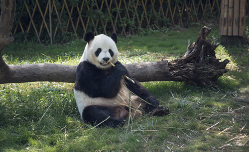 深圳野生動物園電話號碼 深圳野生動物園介紹