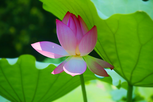 深圳洪湖公園荷花花期是什么時候(附花期時間)