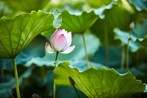 洪湖公園開放時間 洪湖公園介紹