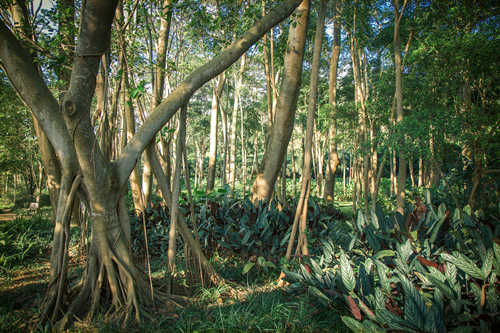 深圳蓮花山公園景點詳細(xì)介紹