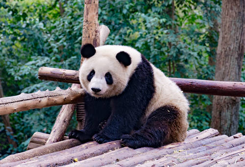 深圳野生動物園在哪里、怎么去 地址及交通