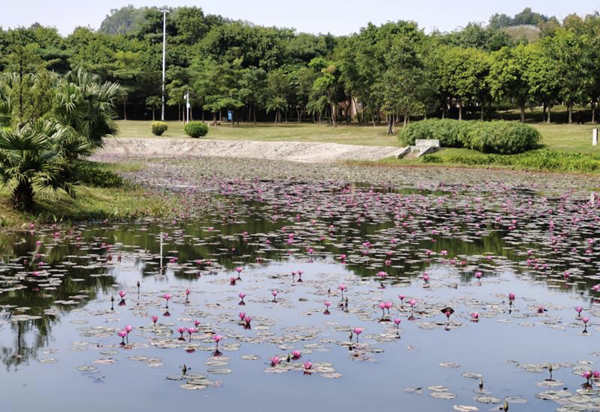 坪山區(qū)中心公園睡蓮花開(kāi)了