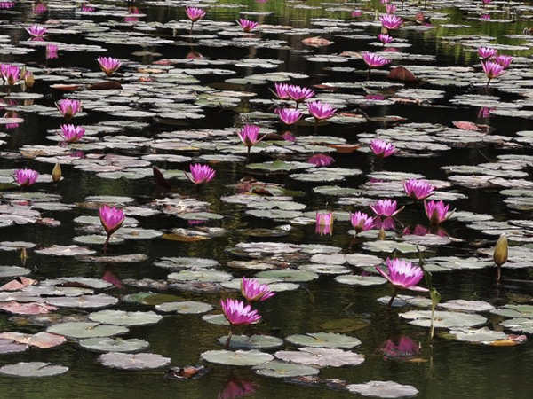 坪山區(qū)中心公園睡蓮花開(kāi)了