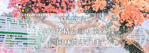 2020深圳蓮花山公園簕杜鵑花展游玩攻略