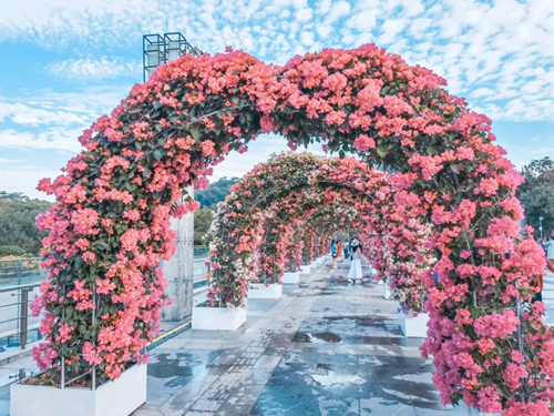 2020深圳蓮花山公園簕杜鵑花展游玩攻略