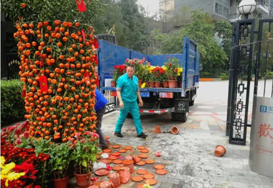 南山區(qū)年花年桔回收攻略 鼓勵(lì)年花年桔回植