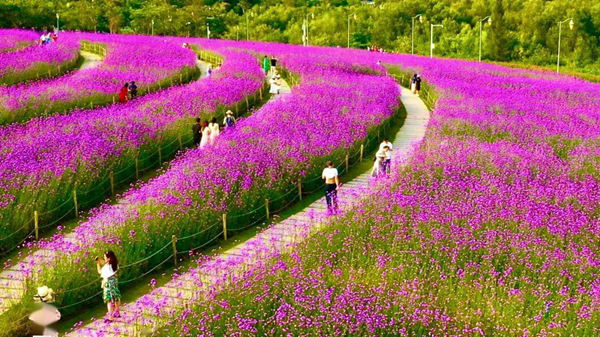 深圳灣公園紫色花海來了 馬鞭草已悄然綻放