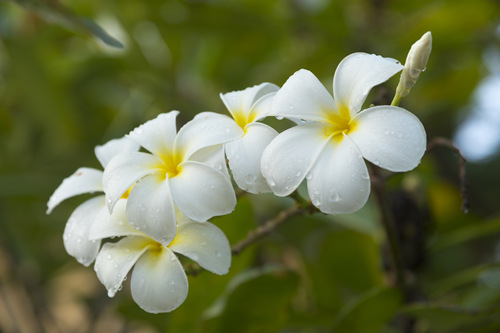 2021年5月深圳哪里有雞蛋花(附雞蛋花觀賞地點)