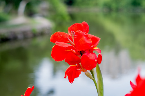 2021年5月深圳哪里有美人蕉(附美人蕉觀賞地點(diǎn))