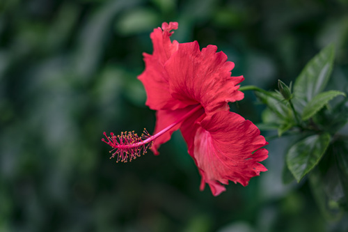 2021年5月深圳哪里有朱槿花(附朱槿花觀賞地點(diǎn))