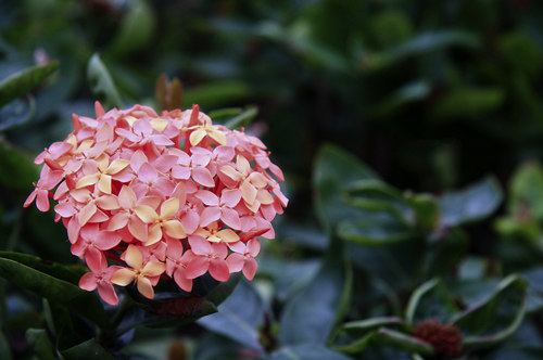 2021年5月深圳哪里有龍船花(附龍船花觀賞地點(diǎn))