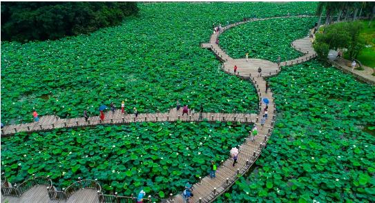 2021深圳洪湖公園荷花展6月中旬開幕