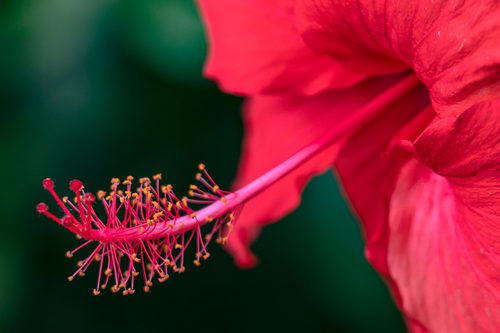 深圳九月賞花攻略