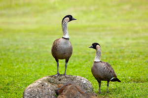 深圳最佳觀鳥地點合集 深圳觀鳥點推薦