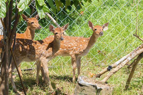 深圳動物園開放了嗎 深圳動物園開放時(shí)間