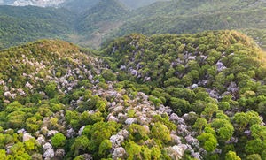 深圳梧桐山風(fēng)景區(qū)進入須持24小時核酸證明