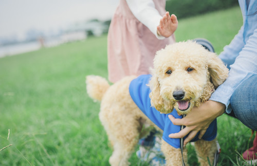 深圳犬只能不能進(jìn)入公園