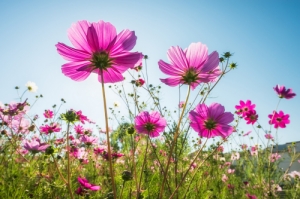 格桑花和波斯菊的區(qū)別 波斯菊和格桑花是同一種花嗎