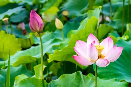 深圳洪湖公園荷花幾月份開