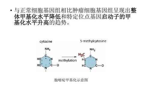 啃甲DNA是什么梗 啃甲DNA意思介紹