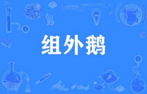 網(wǎng)絡(luò)用語組外鵝是什么梗