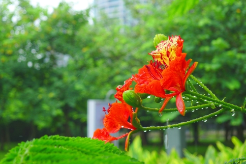 深圳南山區(qū)看花地方推薦（附賞花時(shí)間）