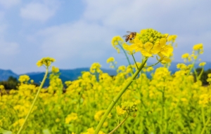 深圳觀(guān)瀾版畫(huà)基地有花看嗎