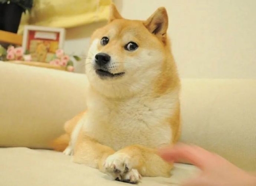 Doge是什么梗 Doge梗意思介紹